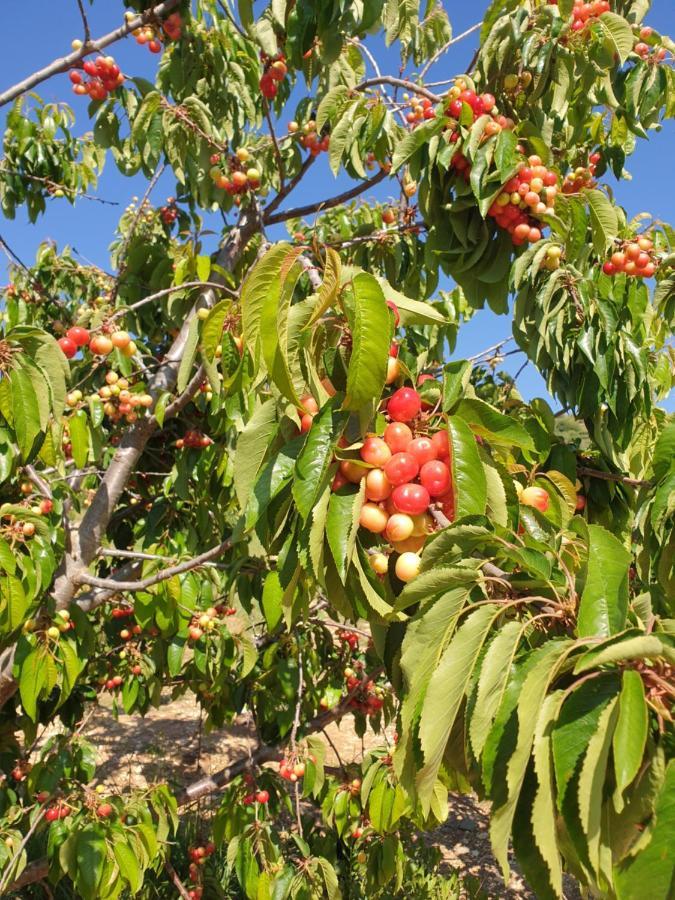 Oriental Nature مجدل شمس المظهر الخارجي الصورة