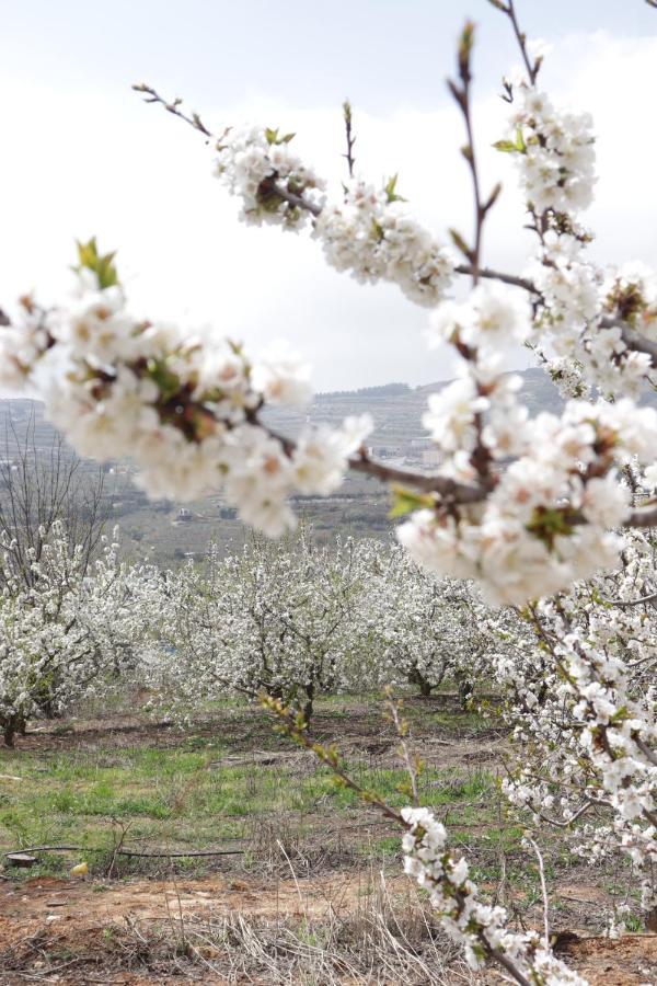 Oriental Nature مجدل شمس المظهر الخارجي الصورة
